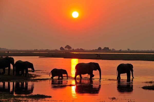 053_Elefanten am Chobe River, Botswana