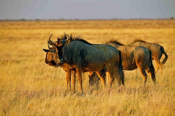 066_Herde Gnus im Sonnenuntergang , Khomas Region, Namibia