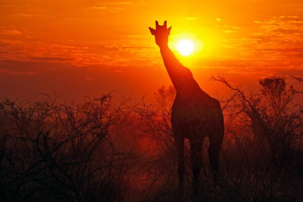 070_Giraffe im Sonnenuntergang, Etosha Nationalpark