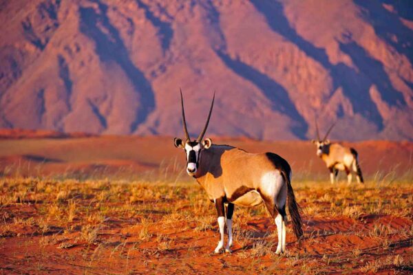 073_Oryx Antilope, das Nationaltier Namibias_Namibwüste