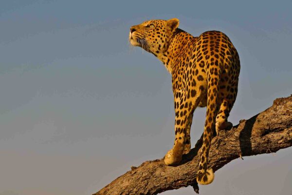 079_Leopard auf dem Baum, Khomas Hochland, Namibia