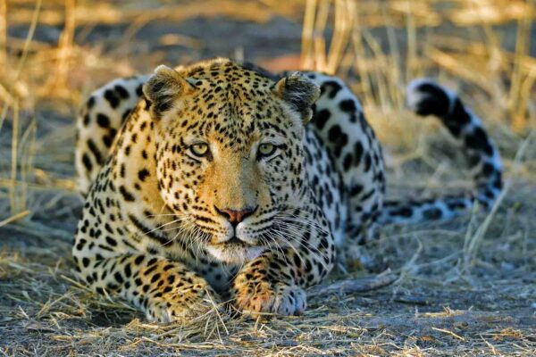081_Leopard, Khomas Hochland, Namibia