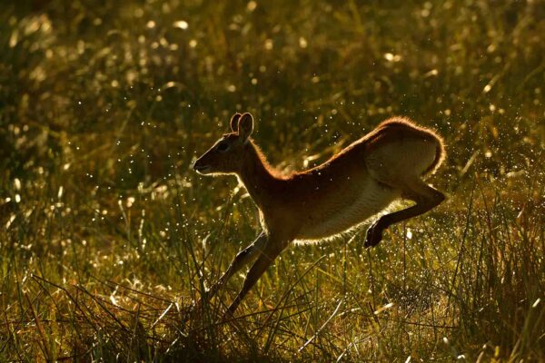 087_Lechwe Antilope, Okavango Delta, Botswana