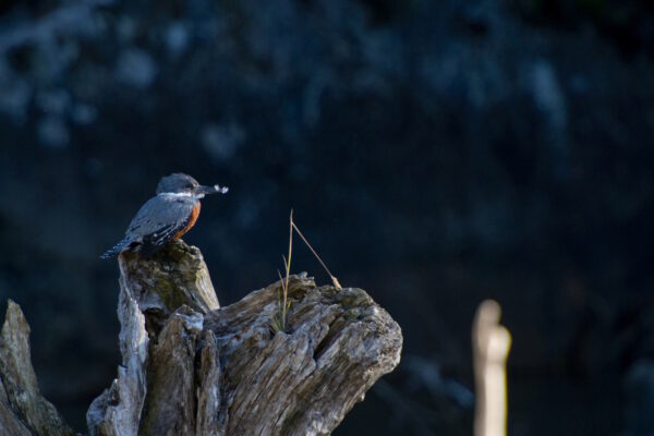 05_Eisvogel im Pumalinpark_klein