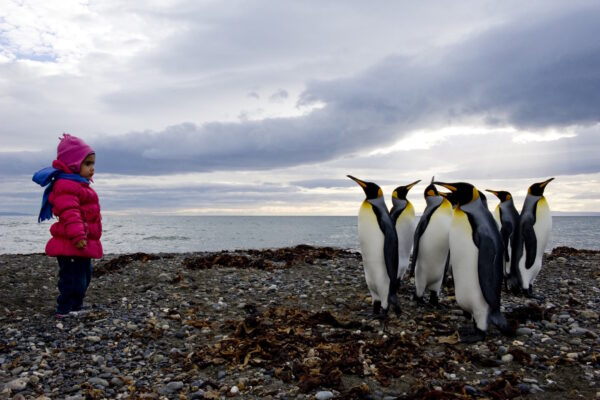 23_Könikgspinguine in Feuerland_klein