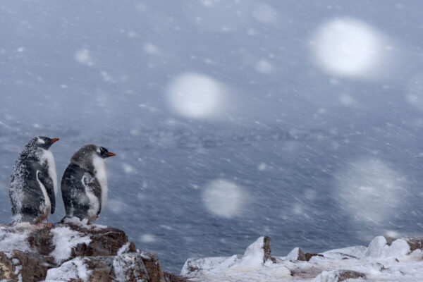 Junge Eselspinguine überdauern einen Schneeschauer.