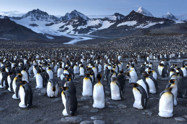 Brütende Königspinguine vor der Kulisse der Allardyce Range, St. Andrews Bay, Südgeorgien, Antarktis.