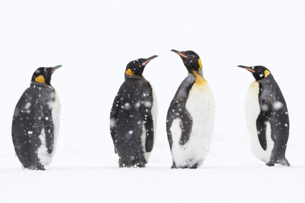 Sich mausernde Königspinguine im Schneetreiben, Südgeorgien, Antarktis.
