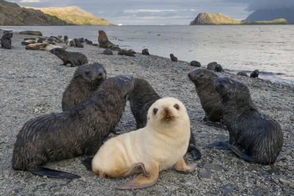 Leuzistisches (blondes) Antarktisches Seebären-Jungtier, Stromnes Bay, Südgeorgien.