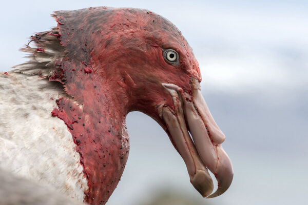 Portrait eines Riesensturmvogels am Kadaver, Südgeorgien.