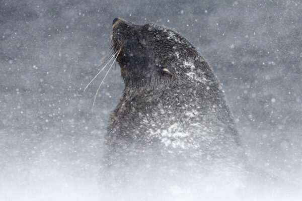 Ein Antarktischer Seebär trotzt dem Schneesturm, Südgeorgien.