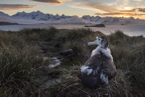 Ein Wanderalbatrosküken im Nest, Prion Island, Bay of Isles, Südgeorgien.