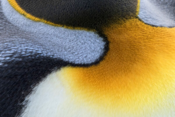 Königspinguin-Gefieder, Südgeorgien.