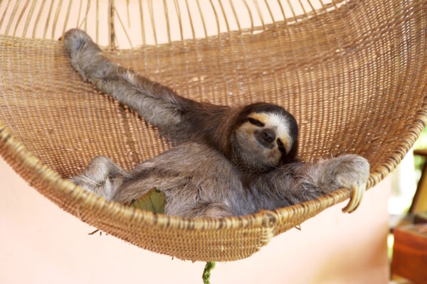 35 km suedlich von Limon befindet sich das Krankenhaus für Faultiere, das Aviarios del Caribe. Kranke, verletzte oder von den Muettern verlassene Faultierbabies werden in diesem Hospital in privater Initiative aufgepaeppelt und medizinisch versorgt. Die haeufigsten Verletzungen der Faultiere stammen von Stromschlaegen, die oft Amputationen erforderlich machen. Faultiere sind ausserhalb der Nationalparks oft gezwungen Stromleitungen zu benutzen, wenn sie von einem Baum auf den naechsten gelangen wollen. Auch Schussverletzungen und Misshandlungen durch Menschen, die in ihnen faelschlicherweise suesse Kuscheltiere fuer Kinder sehen, sind Gruende eines Aufenthaltes hier.