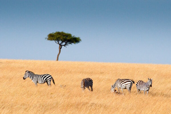 ABENTEUER_AFRIKA_WILDLIFE_1