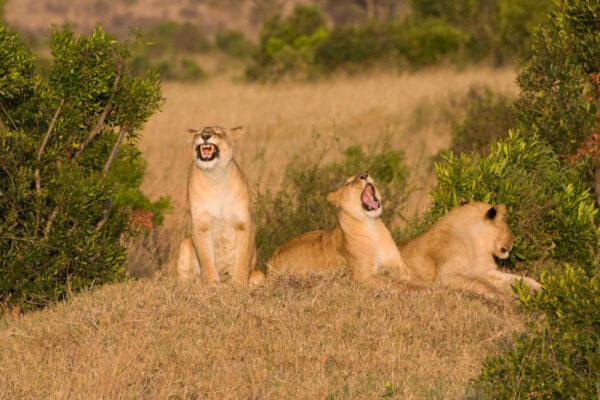 ABENTEUER_AFRIKA_WILDLIFE_2