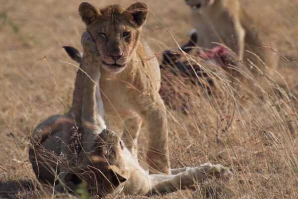ABENTEUER_AFRIKA_WILDLIFE_3