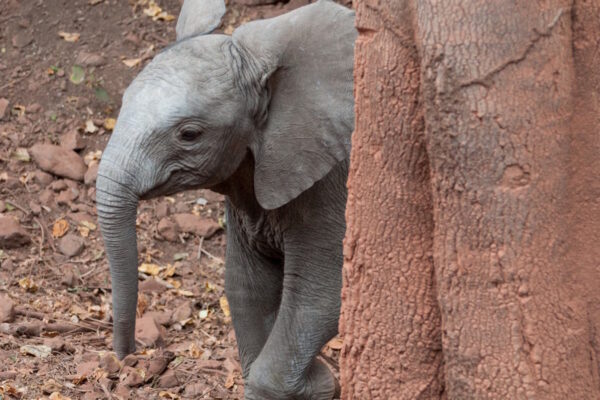 ABENTEUER_AFRIKA_WILDLIFE_4