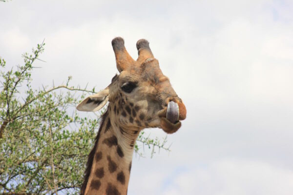 ABENTEUER_AFRIKA_WILDLIFE_6
