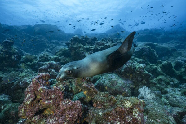 Reise zum Klima, Equador, Galapagos Islands, Darwin Island, Diving, Underwater,
