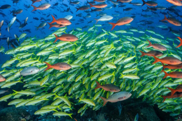 Reise zum Klima, Equador, Galapagos Islands, Darwin Island, Underwater, Diving