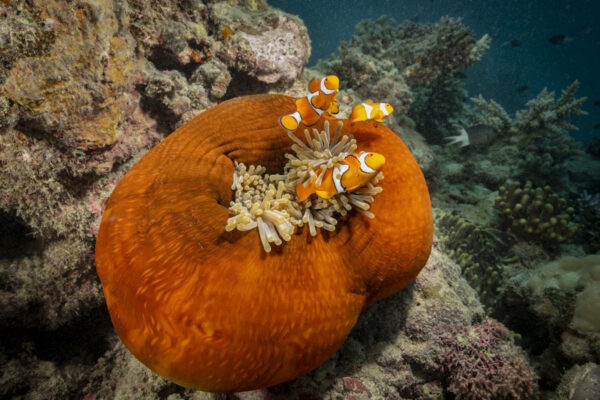 Reise zum Klima, Australien, Cairns, Great Barrier Reef, Diving, be a marine biologist,