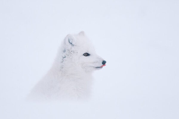 WILDNIS_5