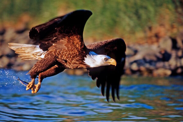 Weisskopfseeadler (Haliaeetus leucocephalus), Alaska