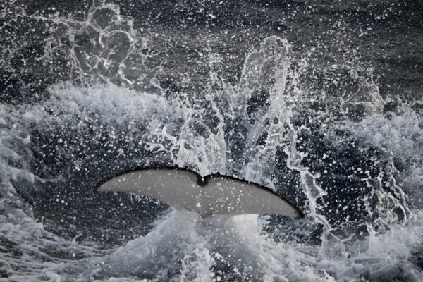 WEB____Orcas bei der Atlantiküberfahrt