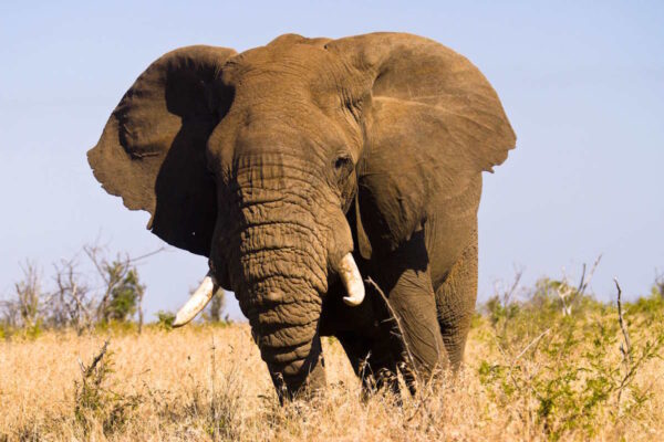 South Afrika; Krueger Park; elefant