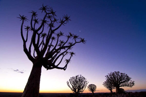 South Afrika; Kenhardt; Koecherbaumwald