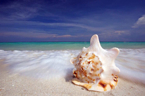 WEB____muschel_am_strand