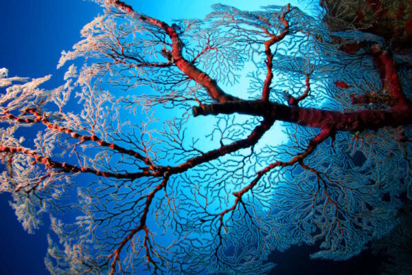 WEB___faecherkoralle