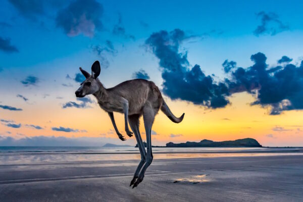 ___AUS_WEB__1
